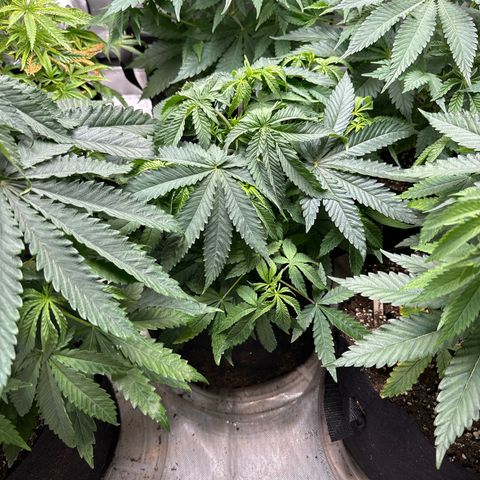 Pungent Punch #2 (GA) growlog photo: 11:11pm