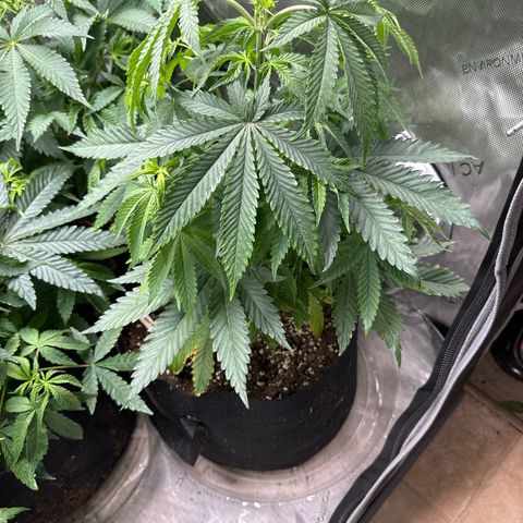 Pungent Punch #3 (GA) growlog photo: 11:11pm
