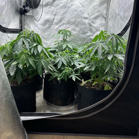 Pungent Punch #1 (GA) growlog photo: 11:11pm