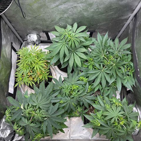 Pungent Punch #1 (GA) growlog photo: 11:11pm
