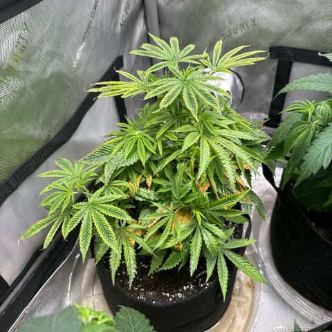 M&G x DBB #1 (GA) growlog photo: 10:00pm