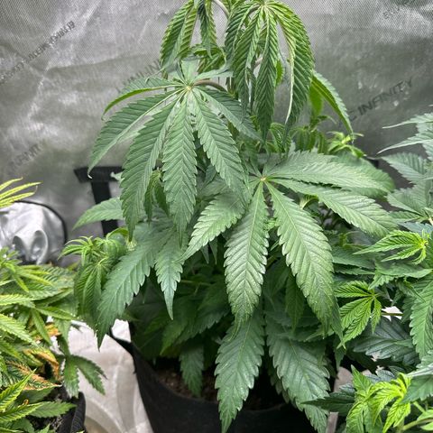 M&G x DBB #2 (GA) growlog photo: 10:00pm