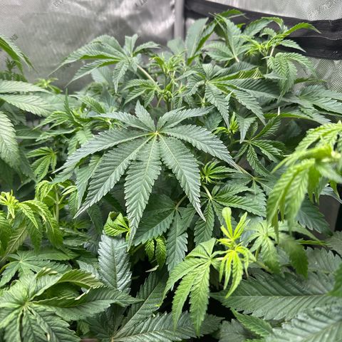 M&G x DBB #3 (GA) growlog photo: 10:00pm