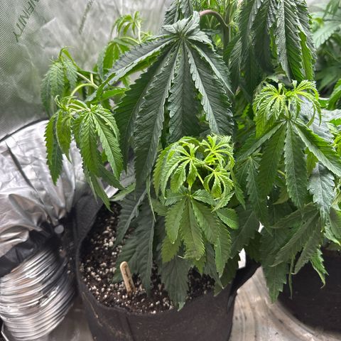 Pungent Punch #1 (GA) growlog photo: 10:00pm