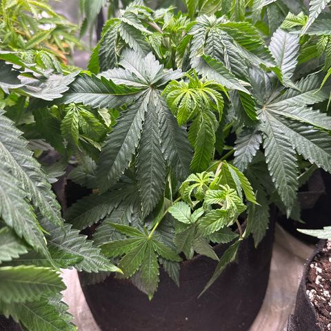 Pungent Punch #2 (GA) growlog photo: 10:00pm