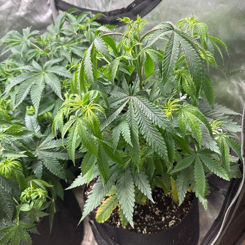 Pungent Punch #3 (GA) growlog photo: 10:00pm