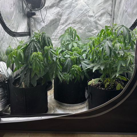 Pungent Punch #1 (GA) growlog photo: 10:00pm