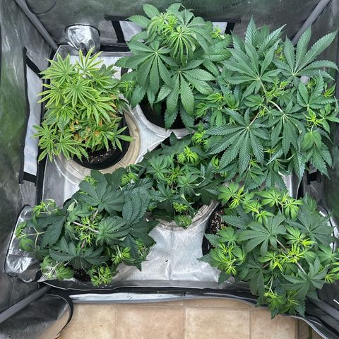 Pungent Punch #1 (GA) growlog photo: 10:00pm