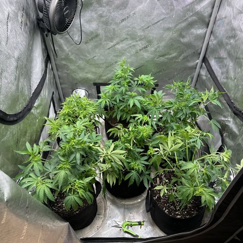 Pungent Punch #1 (GA) growlog photo: 3:26pm