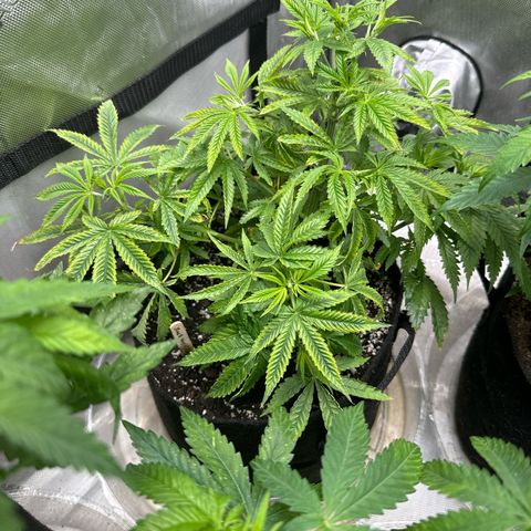 M&G x DBB #1 (GA) growlog photo: 11:06pm