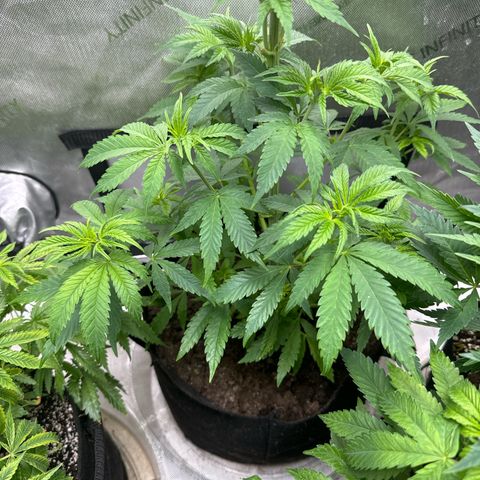M&G x DBB #2 (GA) growlog photo: 11:06pm