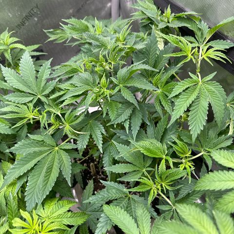 M&G x DBB #3 (GA) growlog photo: 11:06pm