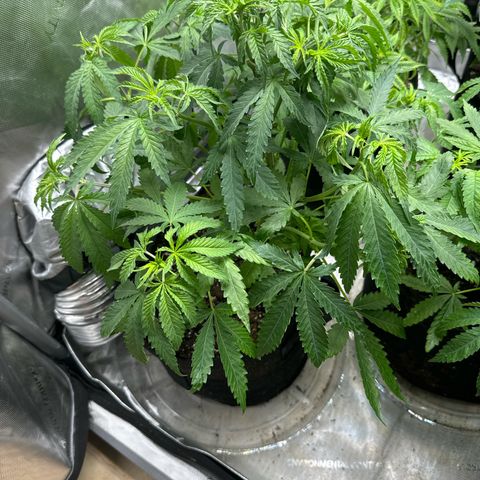 Pungent Punch #1 (GA) growlog photo: 11:06pm