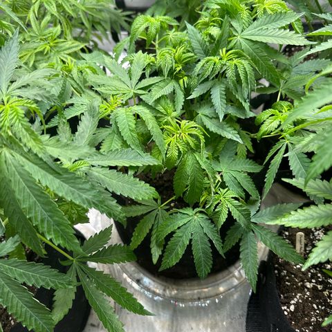 Pungent Punch #2 (GA) growlog photo: 11:06pm