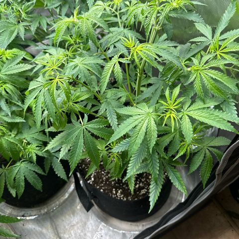 Pungent Punch #3 (GA) growlog photo: 11:06pm