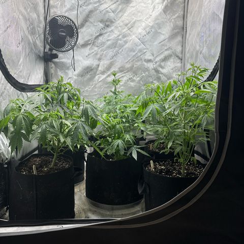 Pungent Punch #1 (GA) growlog photo: 11:06pm