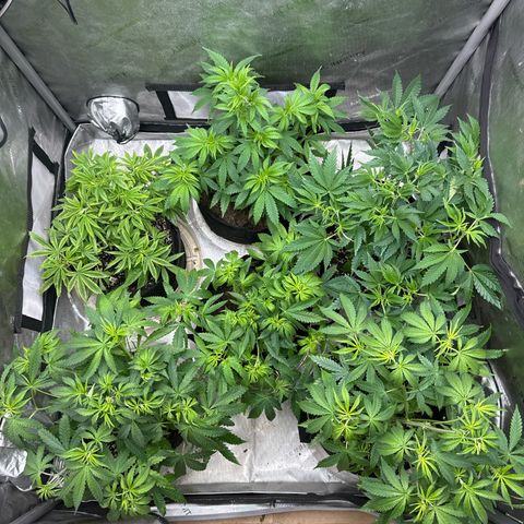 Pungent Punch #1 (GA) growlog photo: 11:06pm