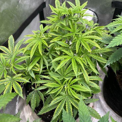 M&G x DBB #1 (GA) growlog photo: 9:06pm