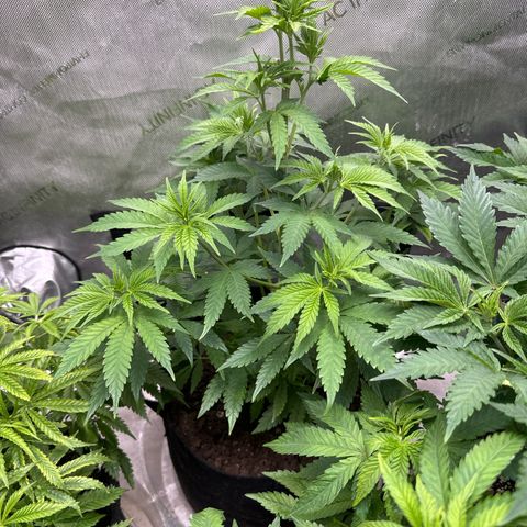 M&G x DBB #2 (GA) growlog photo: 9:06pm