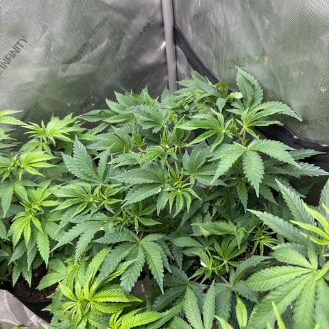 M&G x DBB #3 (GA) growlog photo: 9:06pm