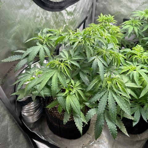Pungent Punch #1 (GA) growlog photo: 9:06pm