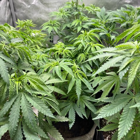 Pungent Punch #2 (GA) growlog photo: 9:06pm