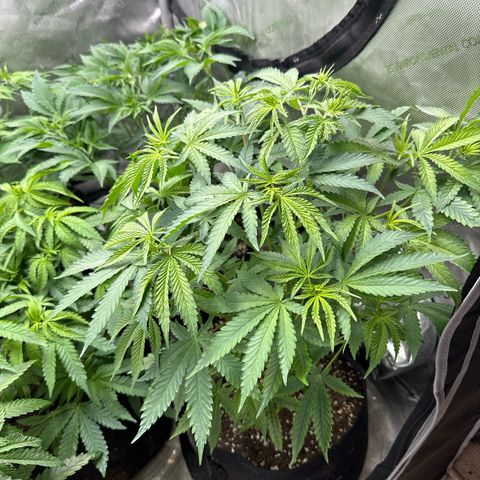 Pungent Punch #3 (GA) growlog photo: 9:06pm