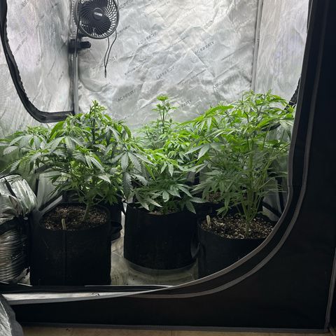 Pungent Punch #1 (GA) growlog photo: 9:06pm