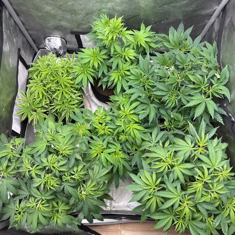 Pungent Punch #1 (GA) growlog photo: 9:06pm