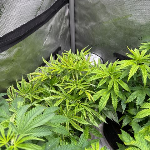 M&G x DBB #1 (GA) growlog photo: 9:17pm