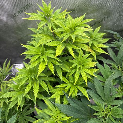 M&G x DBB #2 (GA) growlog photo: 7:10pm