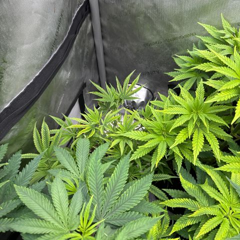 M&G x DBB #1 (GA) growlog photo: 7:10pm