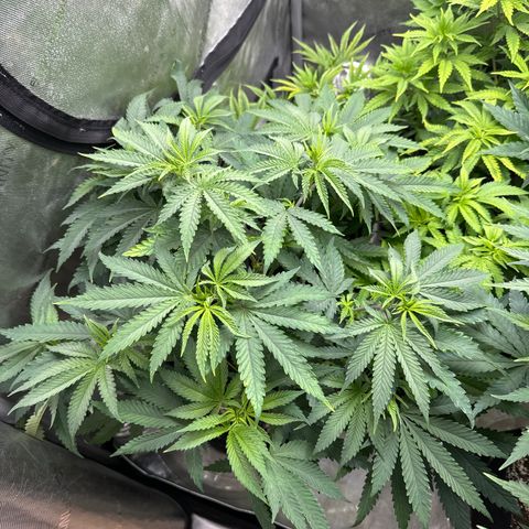 Pungent Punch #1 (GA) growlog photo: 7:10pm