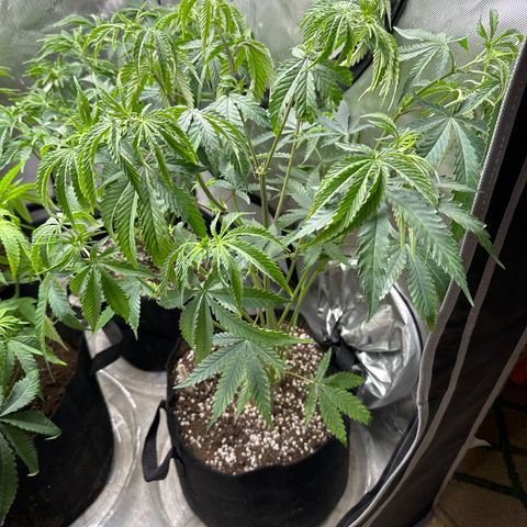 Pungent Punch #3 (GA) growlog photo: 2:33pm