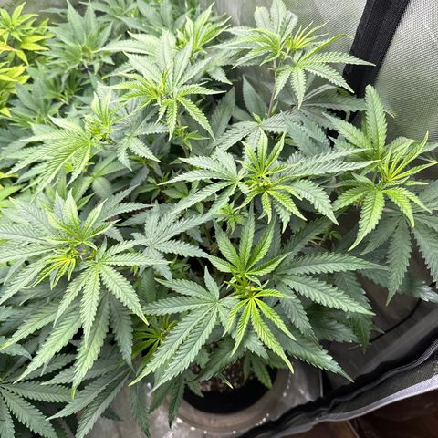Pungent Punch #3 (GA) growlog photo: 7:10pm