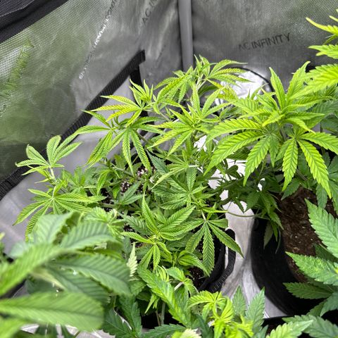 M&G x DBB #1 (GA) growlog photo: 2:33pm