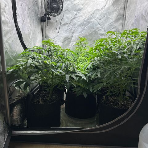 Pungent Punch #1 (GA) growlog photo: 9:17pm