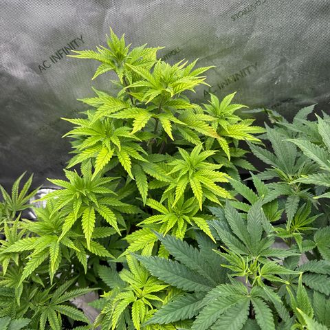 M&G x DBB #2 (GA) growlog photo: 7:58pm