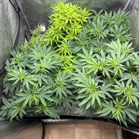 Pungent Punch #1 (GA) growlog photo: 7:10pm
