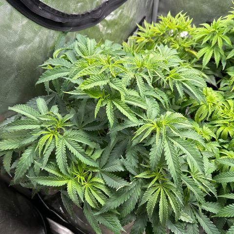 Pungent Punch #1 (GA) growlog photo: 9:17pm