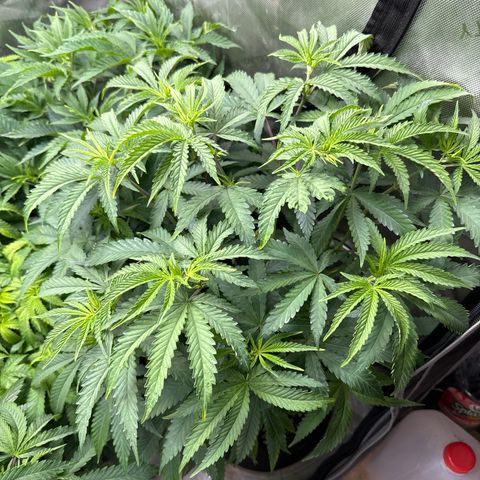 Pungent Punch #3 (GA) growlog photo: 9:17pm