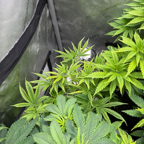 M&G x DBB #1 (GA) growlog photo: 7:58pm