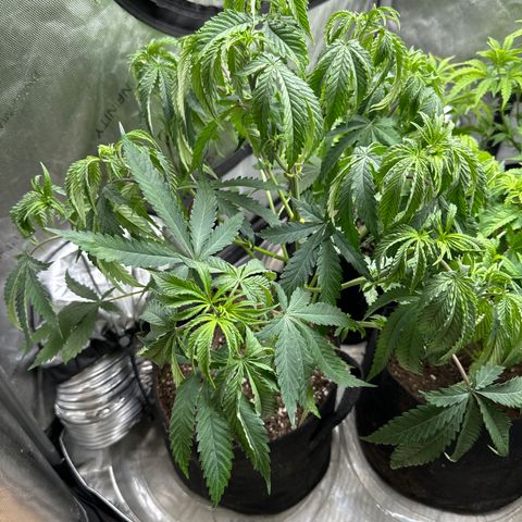 Pungent Punch #1 (GA) growlog photo: 2:33pm