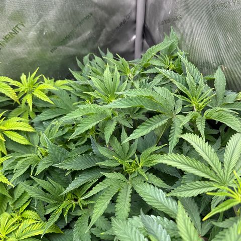 M&G x DBB #3 (GA) growlog photo: 9:17pm