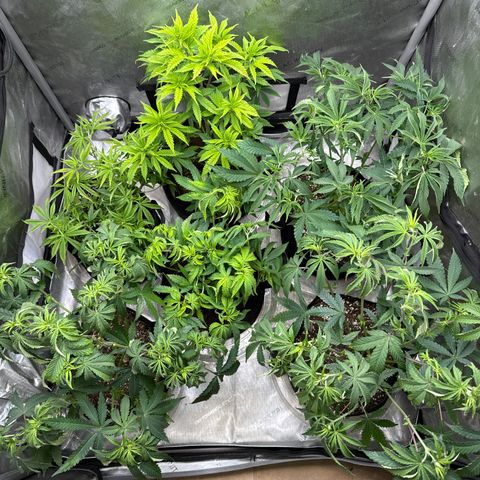 Pungent Punch #1 (GA) growlog photo: 2:33pm