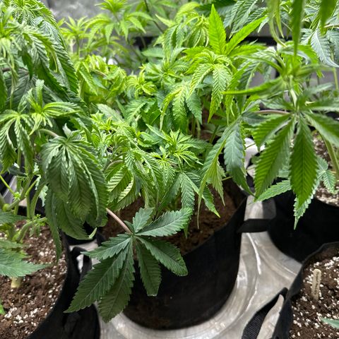 Pungent Punch #2 (GA) growlog photo: 2:33pm