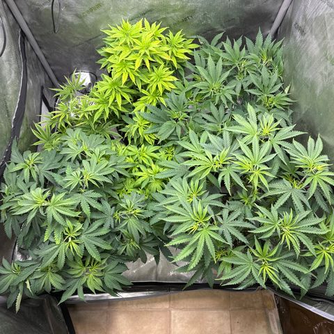 Pungent Punch #1 (GA) growlog photo: 7:58pm