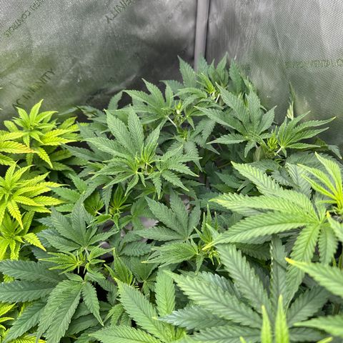 M&G x DBB #3 (GA) growlog photo: 7:58pm