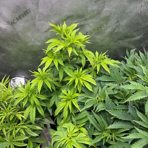 M&G x DBB #2 (GA) growlog photo: 9:17pm