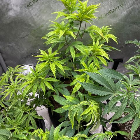 M&G x DBB #2 (GA) growlog photo: 2:33pm